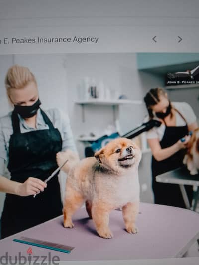 Pet Grooming Shop