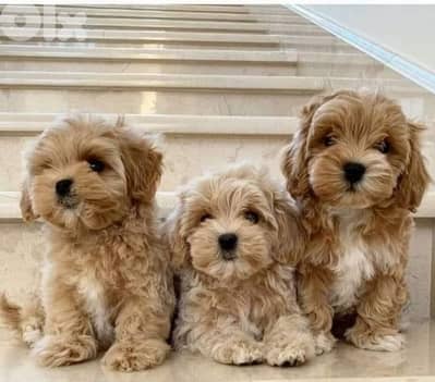 Adorable Maltipoo Puppies Available/ In Store & Delivery/ Imported