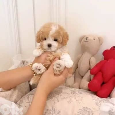 Cutest Teacup Maltipoo puppy pure breed Delivery / dog / كلاب جرو كلب