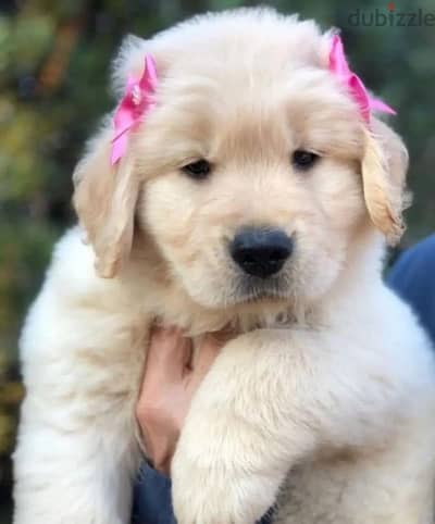 Cutest Golden Retriever Puppies Available now in store/ dog كلاب