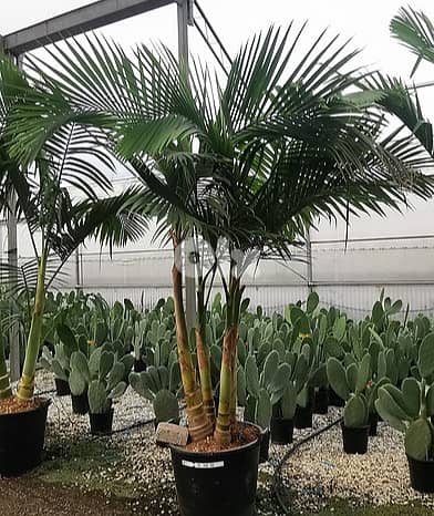 Italian big Archontophoenix palm