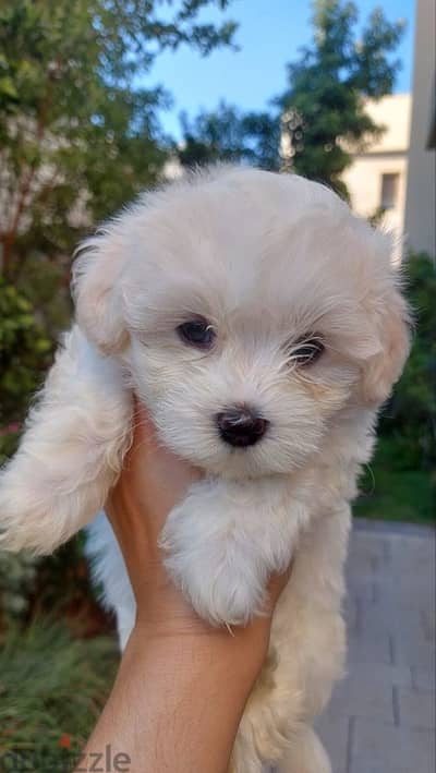 Small Bichon puppy Available pure breed Dog Delivery كلب كلاب جرو