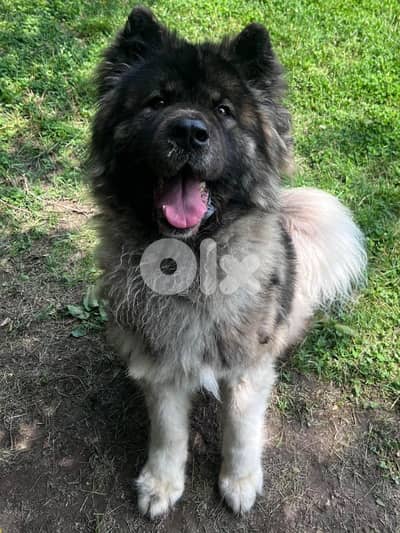 American Akita female