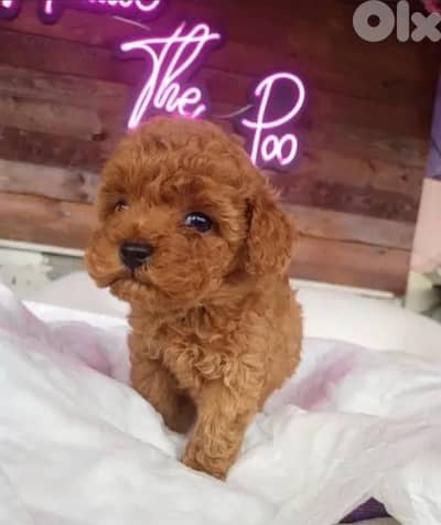 Small Toy Poodle puppy imported & available in store! Delivery Dog كلب