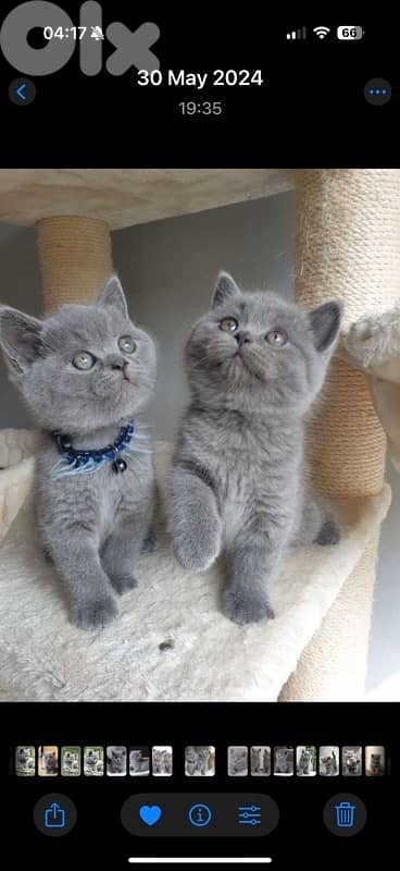 Cutest British short Hair kitten cat / delivery available / قطط