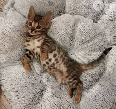 Stunning Bengal Kittens Available in Store & Delivery