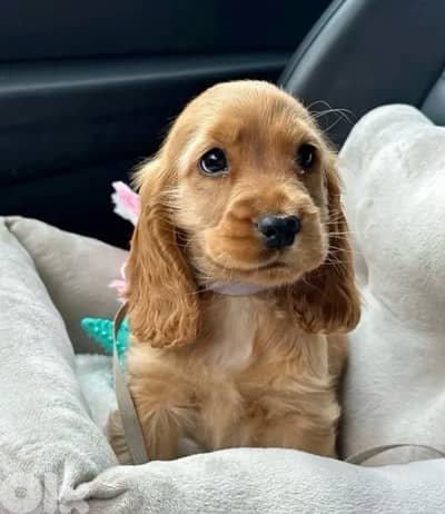 Adorable Cocker Spaniel puppies available in store & Delivery/ Dog كلب