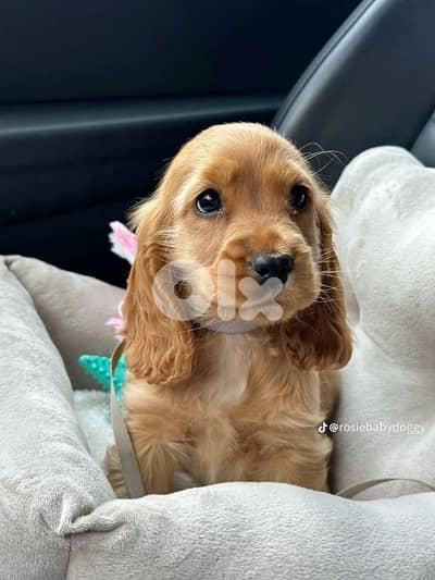 Beautiful Cocker Spaniel Puppies/ dog كلاب