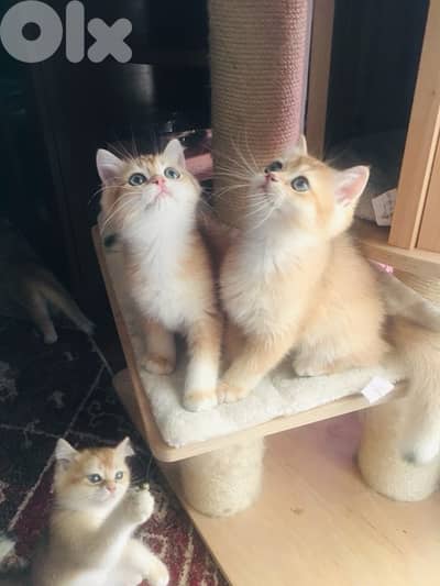 British Golden Chinchilla kitten imported