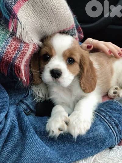 Charming Cavalier king charles available/dog/ Delivery/in Store