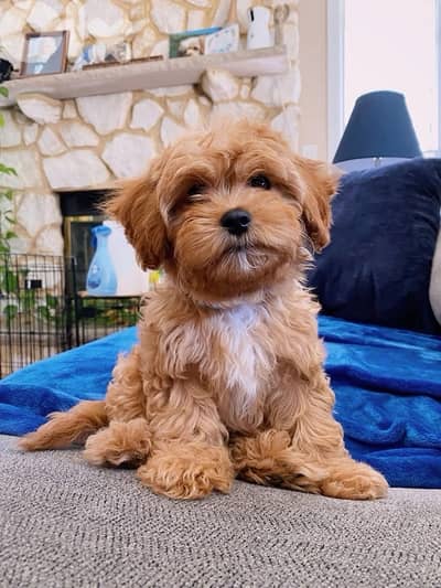 Cavapoo Brown SUPER cute Imported
