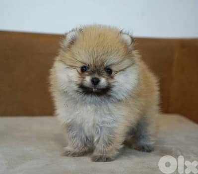 Fluffiest Pomeranian Small Puppies/ dog كلاب