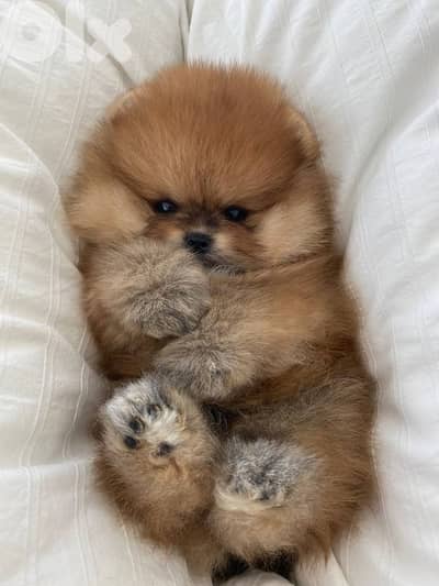 Pomeranian Fluffy Puppies in store/ dog