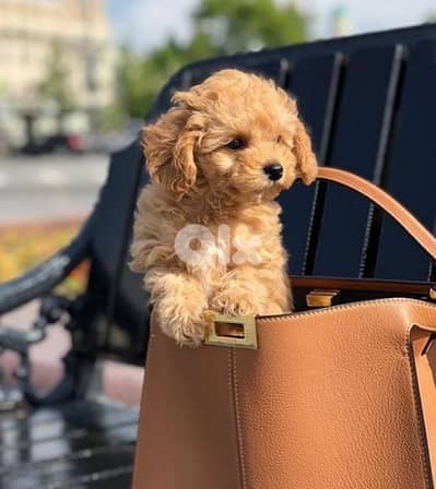 Playful Maltipoo Puppies Available/ dog كلاب