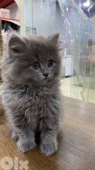 Persian Grey Kitten Delivery
