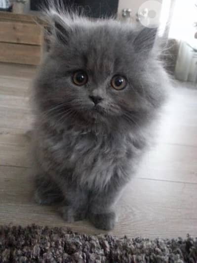 Persian Kitten grey cuteness overloaded