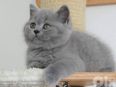 British Blue kitten