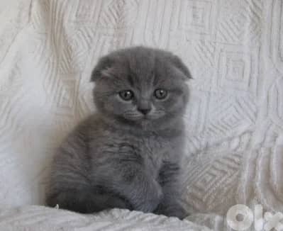 Scottish fold shorthair grey kitten