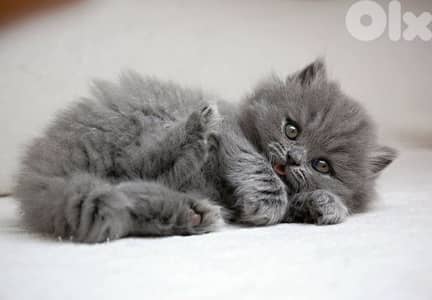 persian grey Kitten BEAUTY Delivery قطط