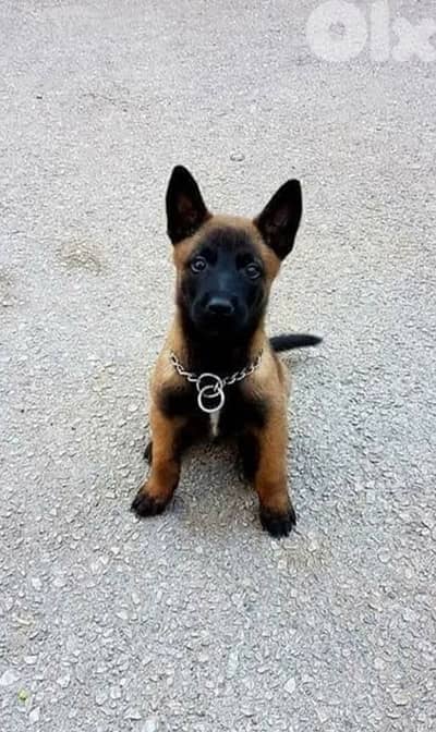 Malinois Belgian Shepherd Puppies