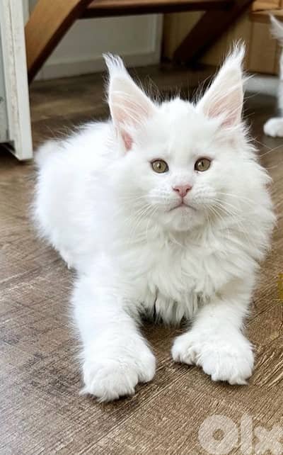 Snow White Mainecoon imported per request
