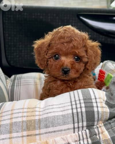 Poodle Puppy/ dog كلاب Delivery Available