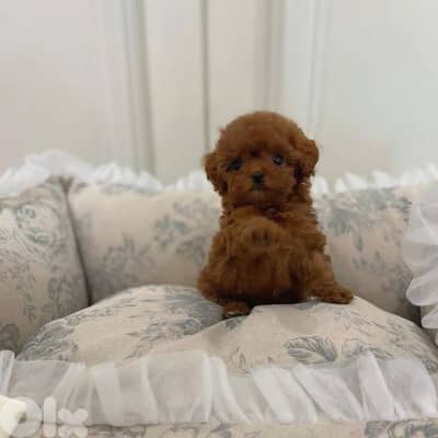 Small Toy Poodle Puppies Available/ dog كلاب