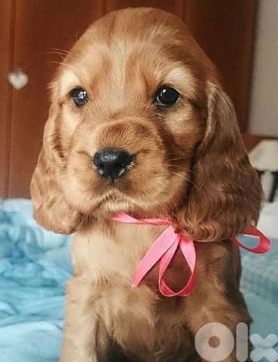 cocker spaniel Puppies/ dogs كلاب