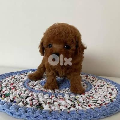 Small Cute Poodle Toy Puppies/ dog كلاب