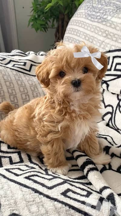 Cute Maltipoo Puppy Looking for a Loving Home/dog كلاب