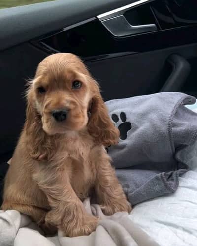 Cocker Spaniel Puppies now Available in store/ dog كلاب