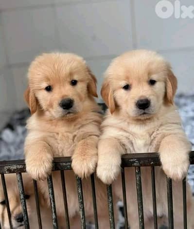 Toy Quality Golden Retriever Puppies/ dog كلاب
