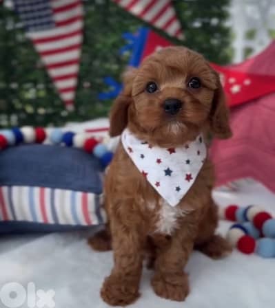 Cavapoo Imported Red Brown