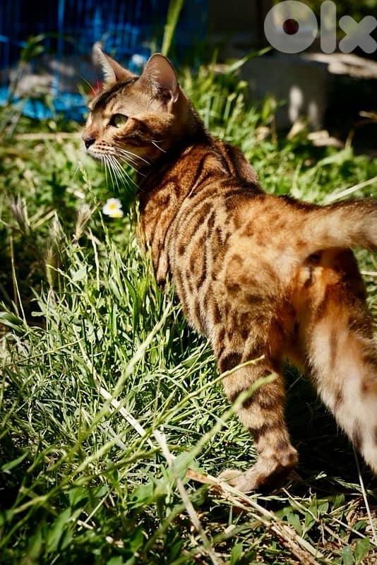 Bengal Kitten 7