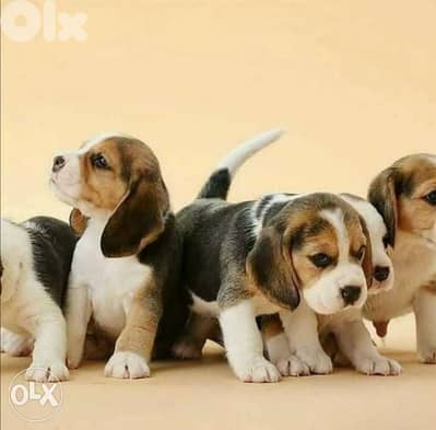 Beagle Puppies now available