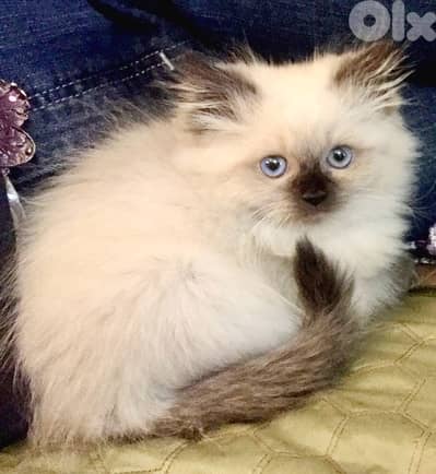 Adorable Himalayan kitten blue eyes in store & delivery قطط