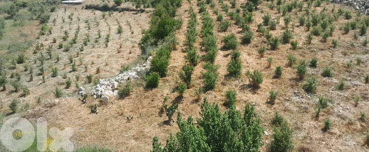 Land for sale in Bednayel-Koura  أرض للبيع في بدنايل-الكورة