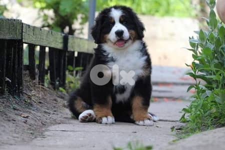 Bernese Mountain Dog Puppies/ dog كلاب