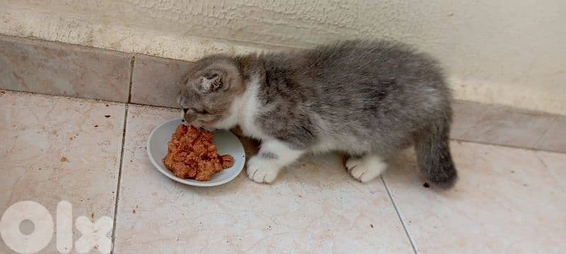 Scottish fold kitten 3