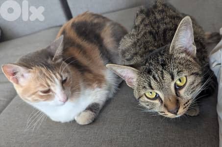 Two spayed female kittens (12 months, 16 months) and their gear/toys