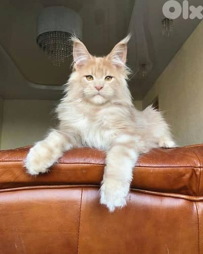 Imported Maine Coon Kittens/ cat قطط
