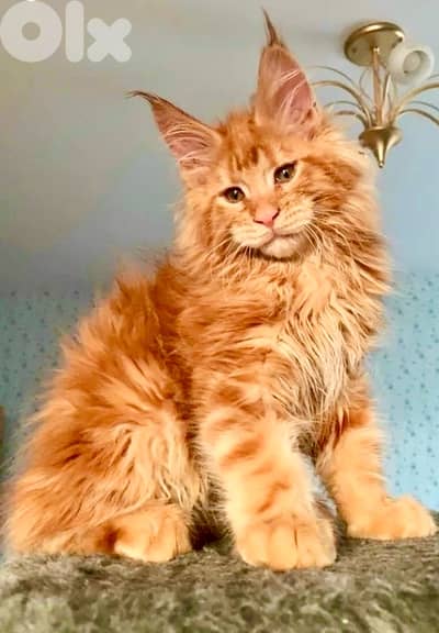 Maine Coon imported pure breed kitten / Cat / قطط