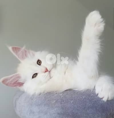 Imported white Maine Coon Available on order Mainecoon