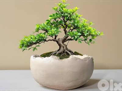 Concrete pot for bonsai