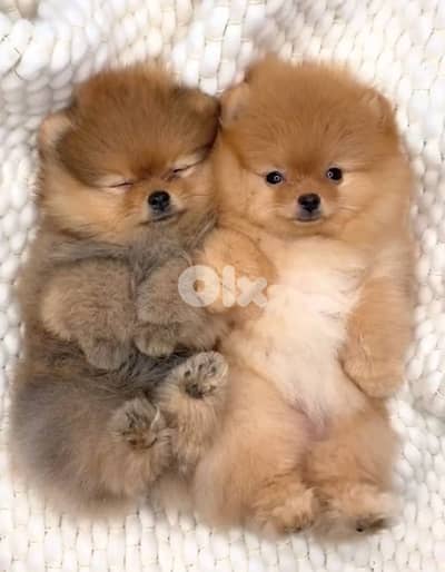 Adorable Teacup Pomeranian imported available