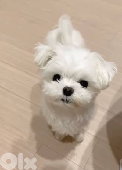 Adorable mini Bichon puppy available in store & delivery كلب