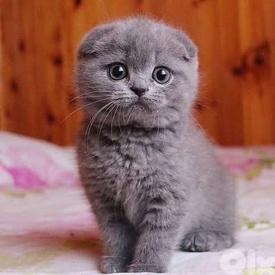 Lovely Scottish fold kitten available in store & delivery قطط