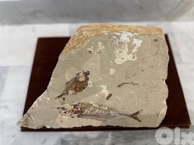 Cretaceous Lebanese Fossil Fish Slab