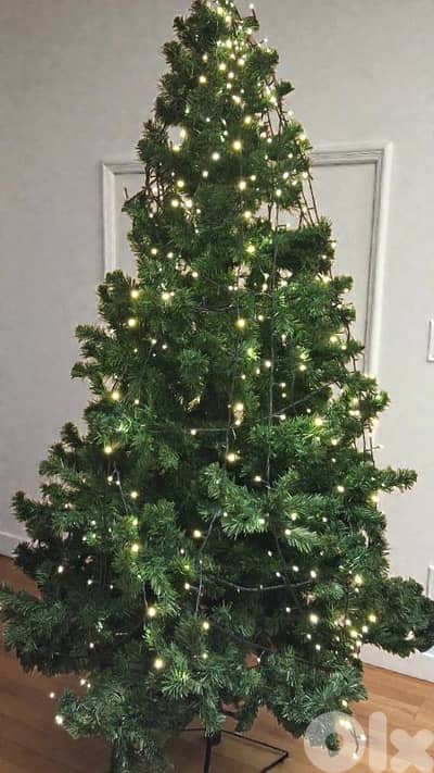 Sapin