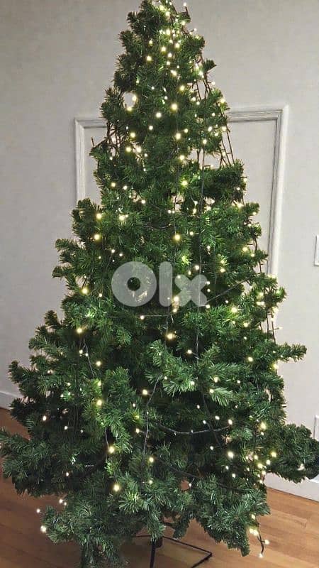 Sapin 1